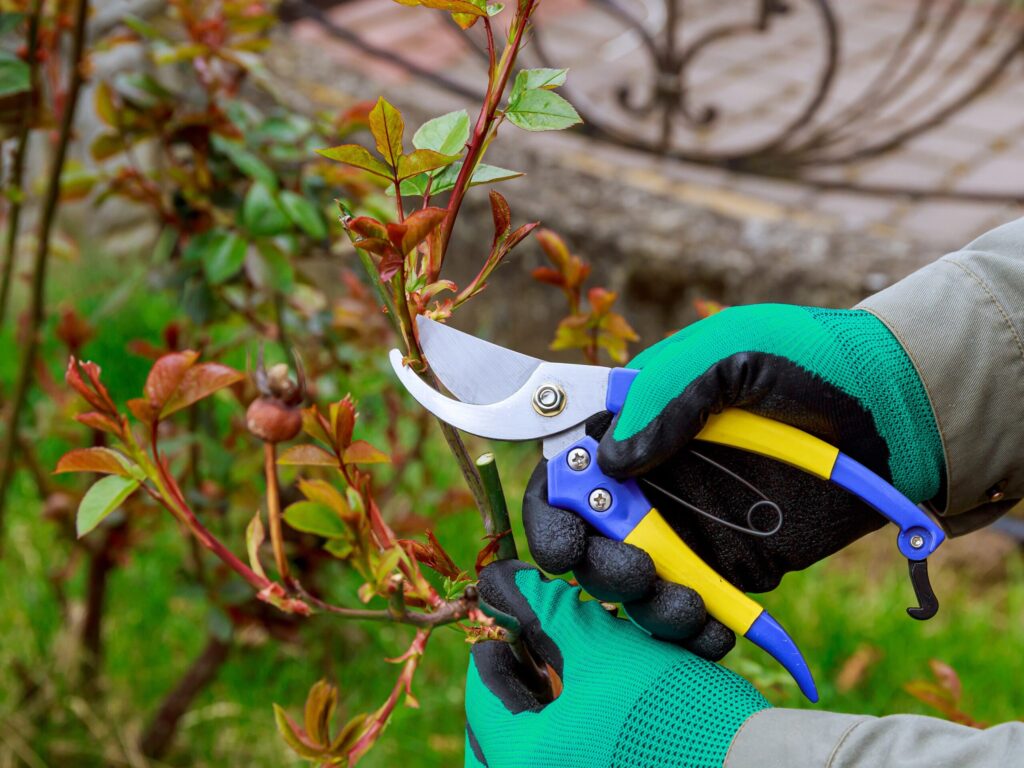 Jemand ist mit einer Gartenschere eine Pflanze am zurückschneiden.